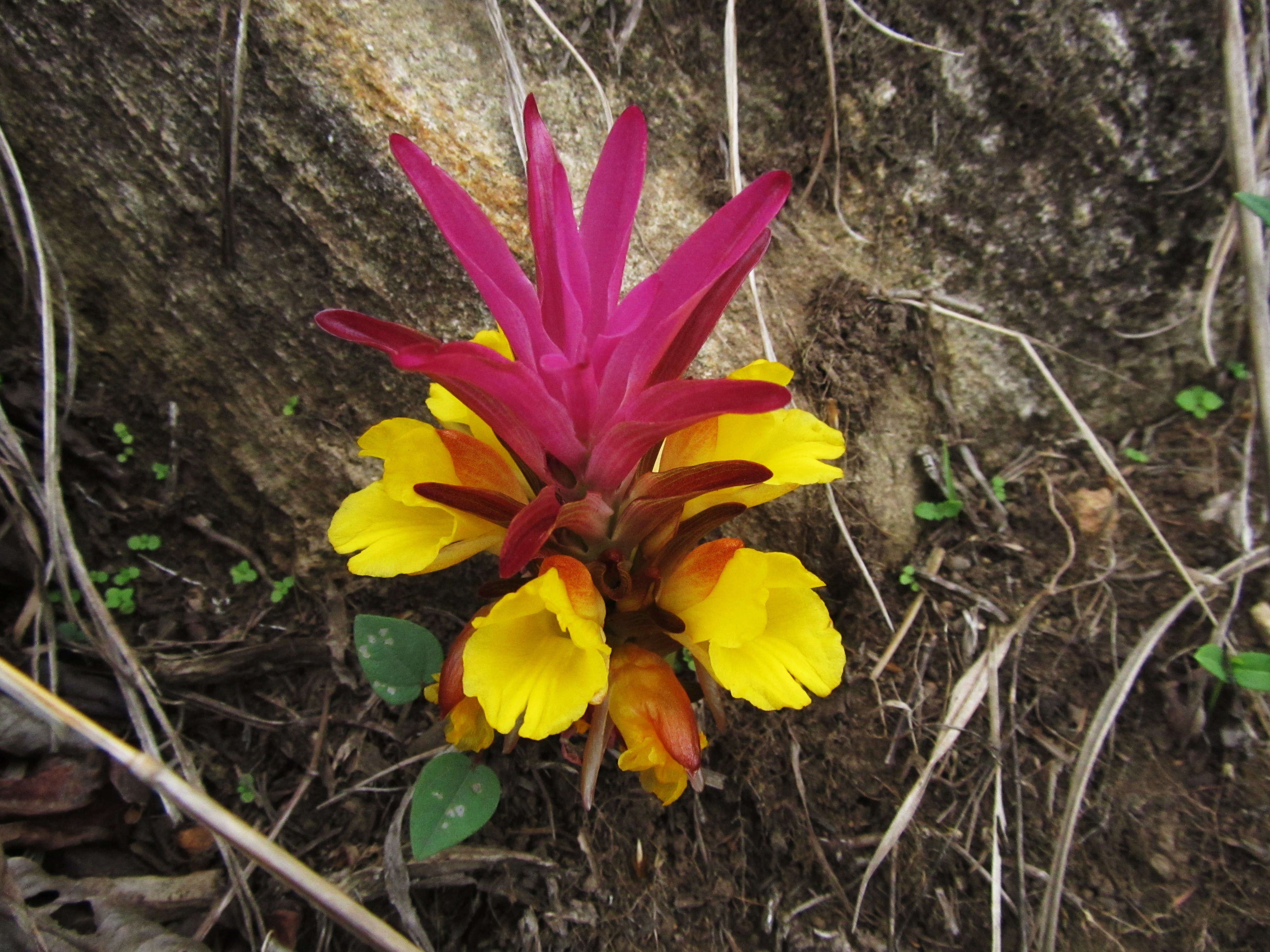 Curcuma pseudomontana