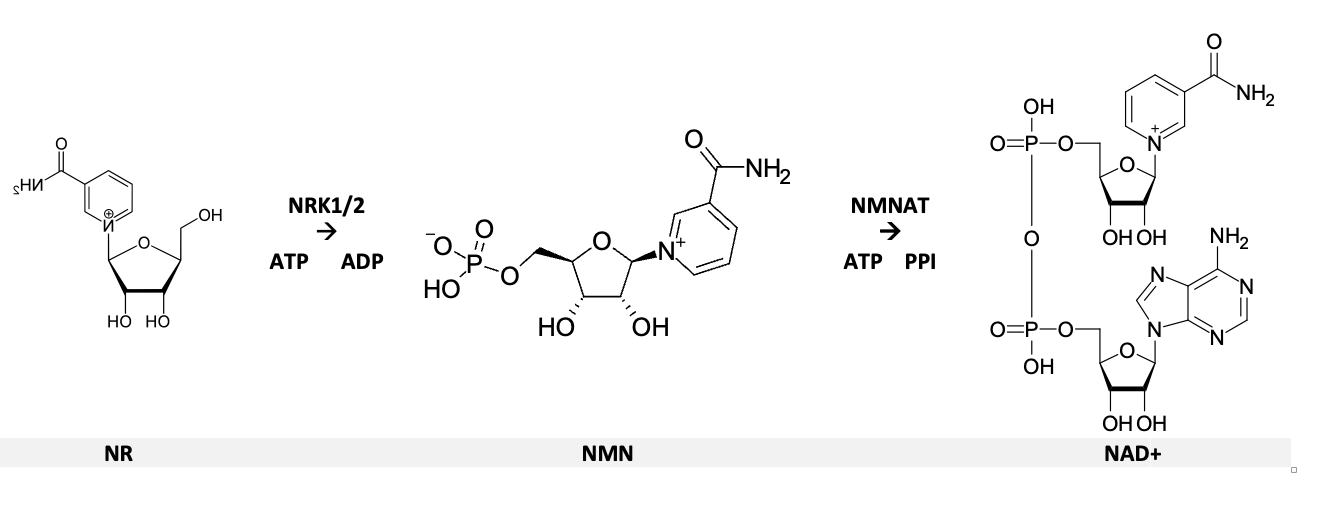 NRK1 and NRK2 mediated biosynthesis pathway from NR to NAD+