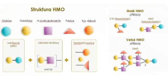 Struktura HMO