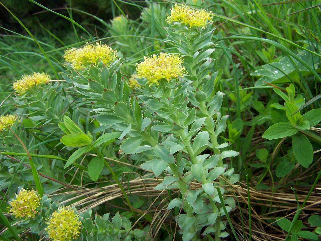 Illustration: Formulating with Rhodiola Rosea: Key Research, Optimal Dosing, and Market Positioning