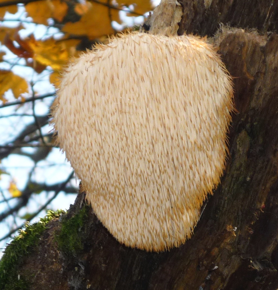 Hericium erinaceus