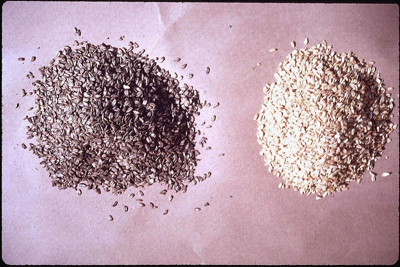 File:OAT GROATS POISONED WITH ZINC PHOSPHATE, COLORED GRAY FOR IDENTIFICATION. THE POISONED GRAIN IS - NARA - 542736.jpg