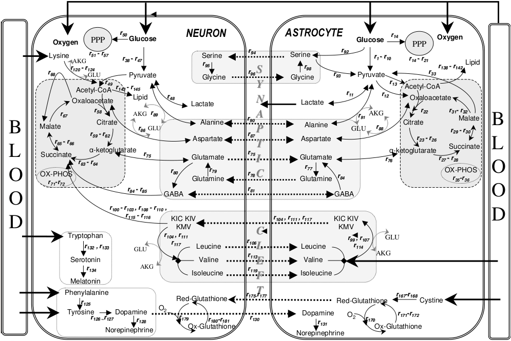 Diagram appeared in an article in a CC-by licensed journal. The figure description provided by the article: "Thick arrows show uptake and release reactions. Dashed arrows indicate 
