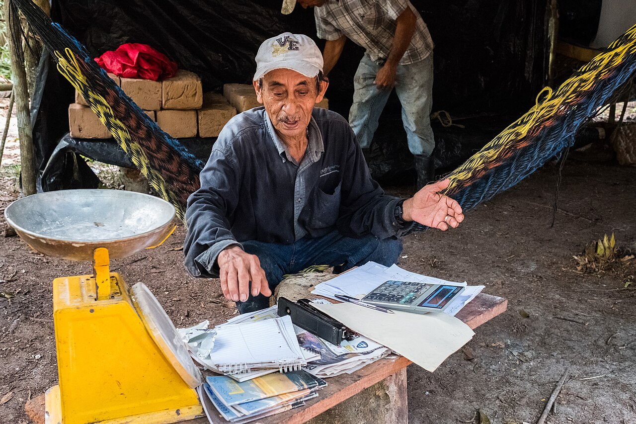December 2017. Pohcarpo Martinez has been a chiclero (a person who extracts gum from wild or cultivated trees) for over 40 years and taught many of the younger chicleros working in