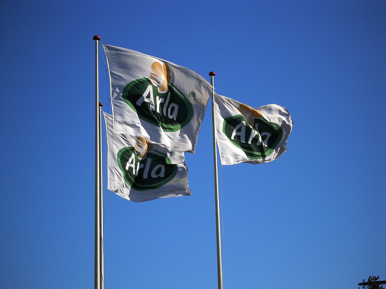 Flags of dairy company Arla Foods in Ishøj, Denmark