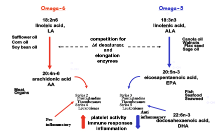 The Omega-3 metabolic pathway