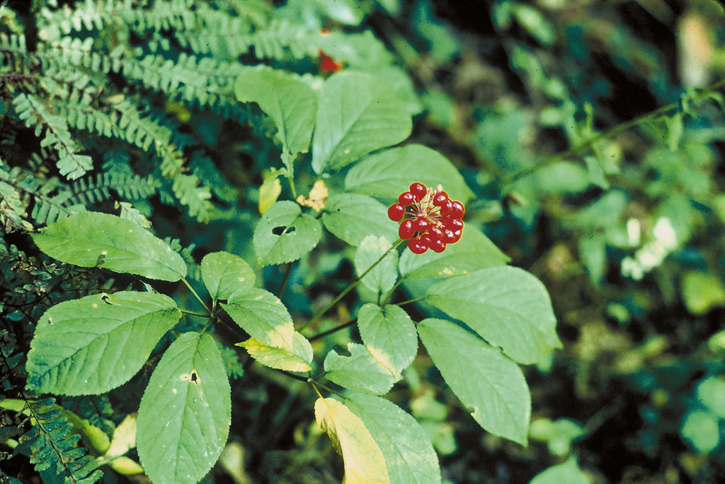 File:Panax quinquefolius.jpg