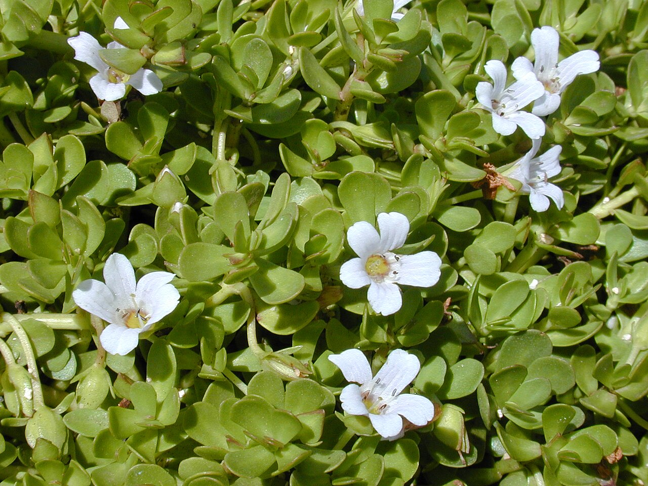 Illustration: Bacopa Monnieri: From Lab Bench to Label Claim — A Formulator's Evidence Guide