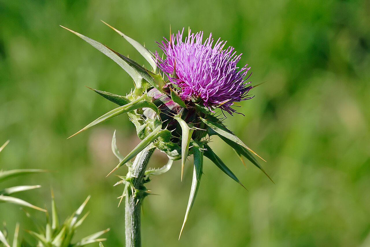 Illustration: Breaking Down Milk Thistle (Silymarin): Clinical Evidence, Dosing Science, and Industry Trends