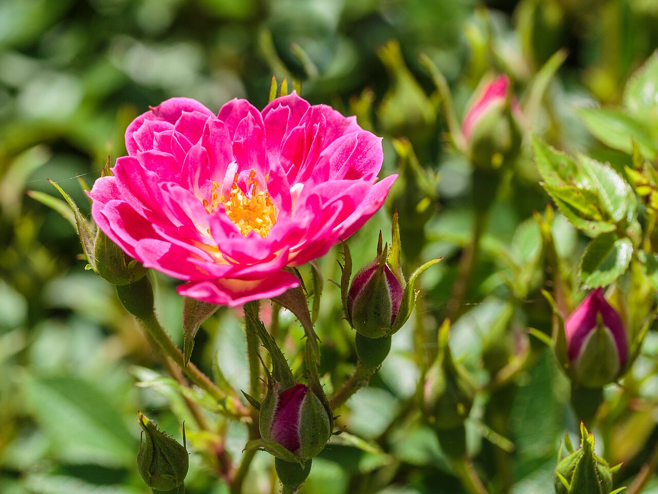 Rosa 'Pea Glow'. Flower buds and flower.